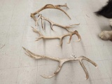 35 Lbs Of Elk Antler