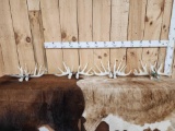4 Sets Of Whitetail Shed Antlers
