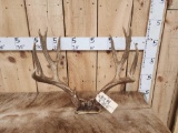 6x6 Mule Deer Antlers On Skull Plate