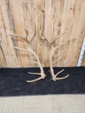 Set Of Big Nontypical Elk Shed Antlers 25.6 Lbs