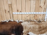 4 Sets Of Whitetail Shed Antlers