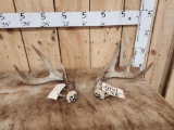 Set Of Wild 4x3 Whitetail Shed Antlers