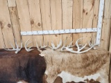 Group Of 8 Big Whitetail Antlers