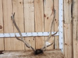 6x6 Elk Antlers On Skull Plate