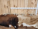 4 Sets Of Whitetail Shed Antlers