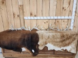 4 Sets Of Whitetail Shed Antlers