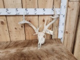 Freak 4x4 Whitetail Antlers On Skull
