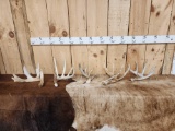 Group Of 6 Whitetail Shed Antlers