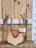 6x5 Whitetail Antlers On Plaque