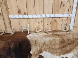 Group Of 5 Whitetail Shed Antlers