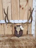 5x5 Mule Deer Antlers On Plaque