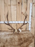 5x5 Elk Antlers On Skull Plate