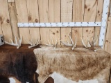 Group Of 5 Whitetail Shed Antlers