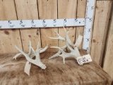 2 Droptine Whitetail Shed Antlers