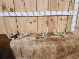 4 Whitetail Shed Antlers