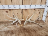 Set Of Gnarly Nontypical Whitetail Shed Antlers