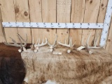 Group Of 5 Wild Whitetail Antlers