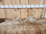 Set Of Gnarly Nontypical Whitetail Shed Antlers