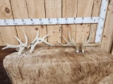 2 Sets Of Whitetail Shed Antlers