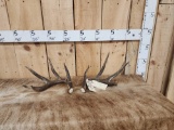 Set Of Wild Canadian Whitetail Shed Antlers