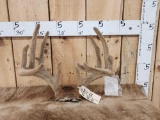 6x5 Whitetail Antlers In Velvet