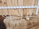Wild Iowa Whitetail Shed Antlers Consecutive Years