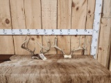2 Sets Of Whitetail Antlers On Skull Plate