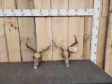 2 Sitka Blacktail Deer Skulls Antler