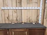3 Sets Of Whitetail Antlers On Skull Plate
