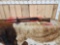 Winchester SXP Field 12ga Pump