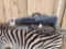 Steyr Scout .308 Bolt Action Rifle