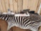 Thompson Center Encore Single Shot Rifle Combo Lot