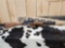 Rossi Gallery .22 Pump Rifle