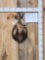 Chamois Shoulder Mount Taxidermy