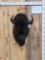 American Bison Buffalo Shoulder Mount Taxidermy