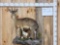 African Klipspringer Full Body Taxidermy Mount
