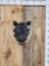 African Warthog Shoulder Mount Taxidermy