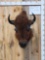American Bison Buffalo Shoulder Mount Taxidermy