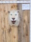 Reproduction White Tiger Shoulder Mount Taxidermy