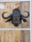 African Cape Buffalo Shoulder Mount Taxidermy