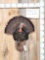 Turkey Half Body Taxidermy Mount