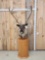 Caribou Pedestal Taxidermy Mount