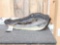 Taxidermy Alligator Head