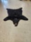 Black Bear Rug Taxidermy