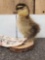 Rouen Duckling Full Body Bird Taxidermy