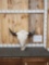 BIG American Bison Buffalo Skull Taxidermy