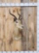 African Impala Shoulder Mount Taxidermy