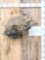 African Wildcat Full Body Taxidermy Mount