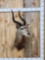 African Nyala Shoulder Mount Taxidermy