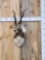 Indian Black Buck Shoulder Mount Taxidermy